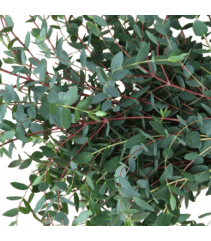 FreshCut Eucalyptus