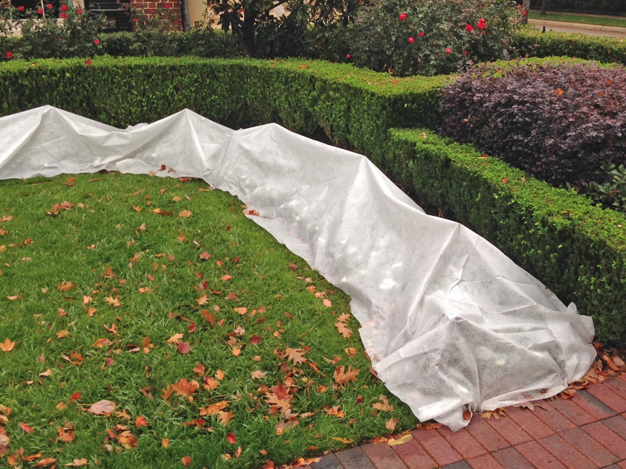 How to Protect Your Landscape From Freezing Temperatures Harold