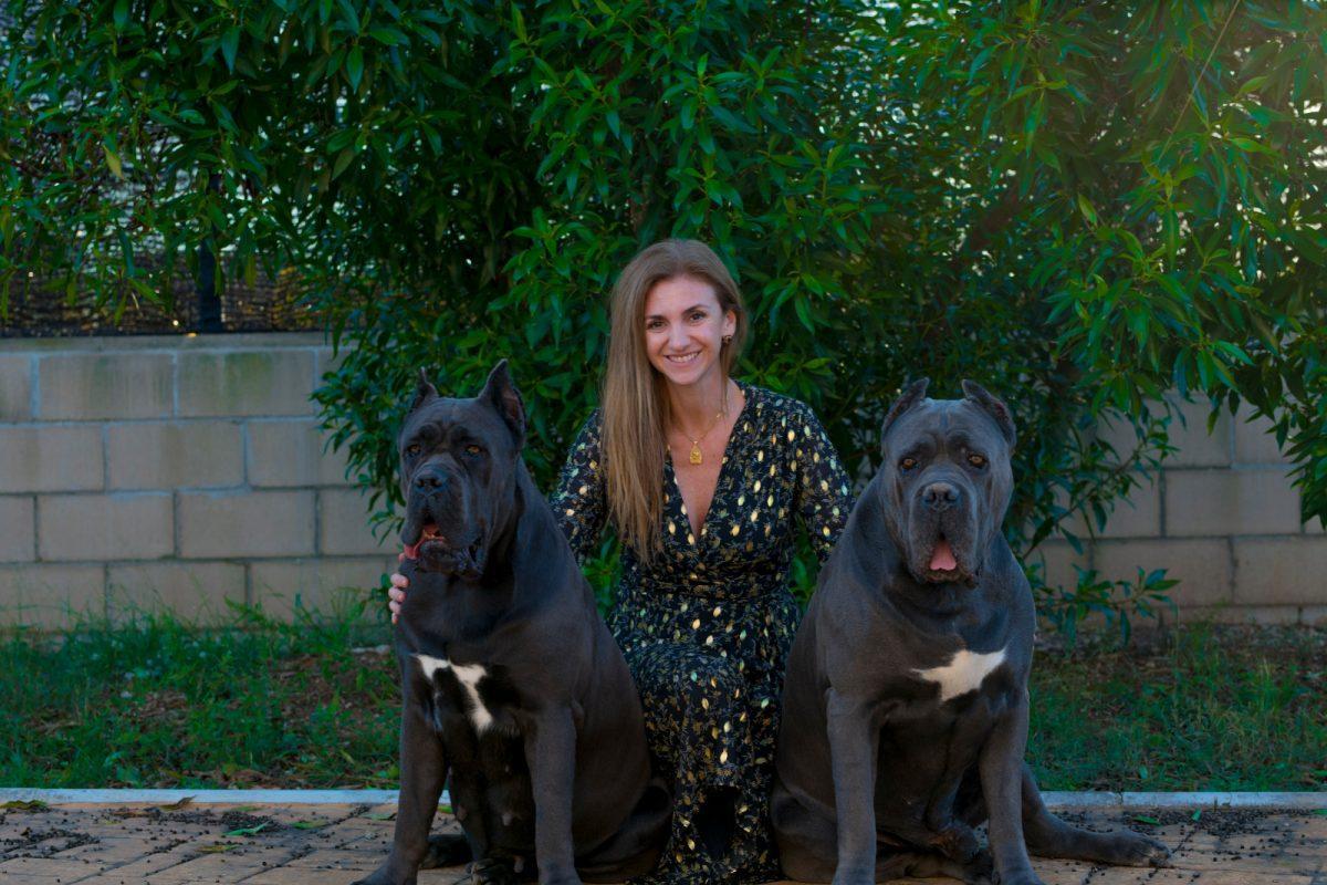 for sale dog cane corso in Denver and buy cane corso puppies for sale