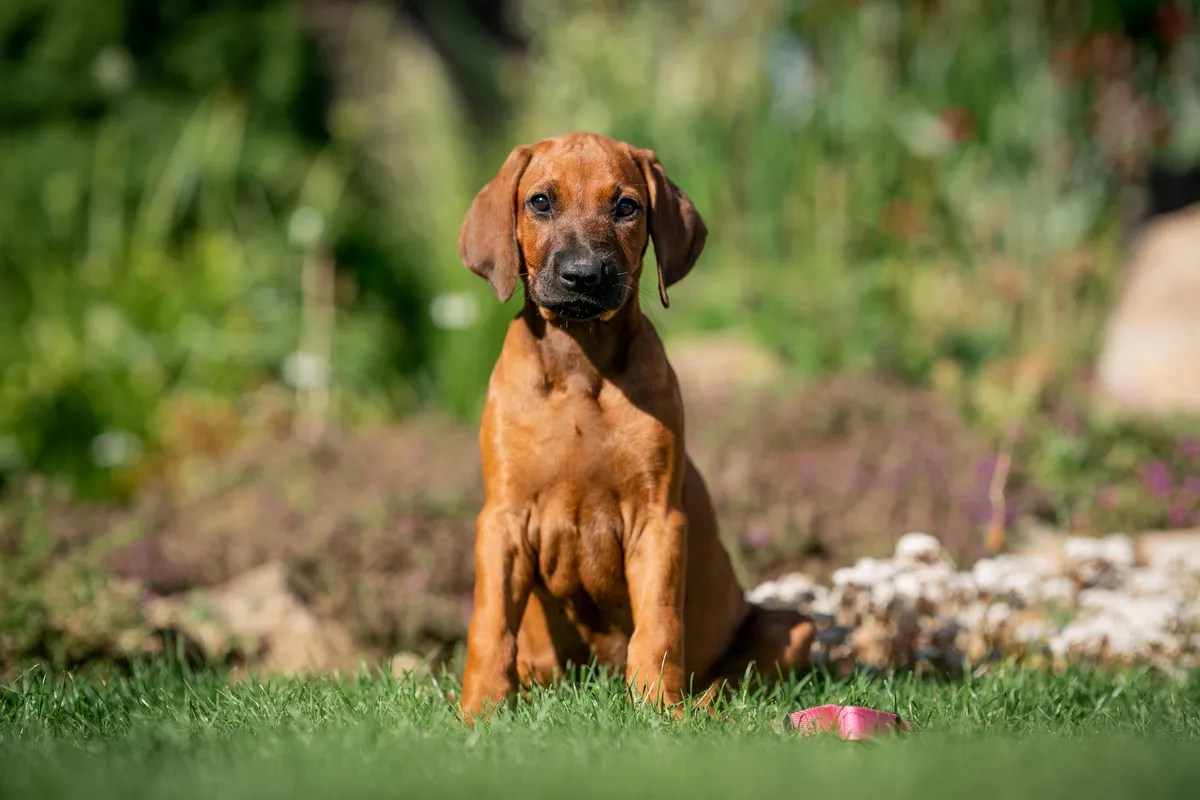 Il Rhodesian Ridgeback elegante e maestoso Cane di Famiglia