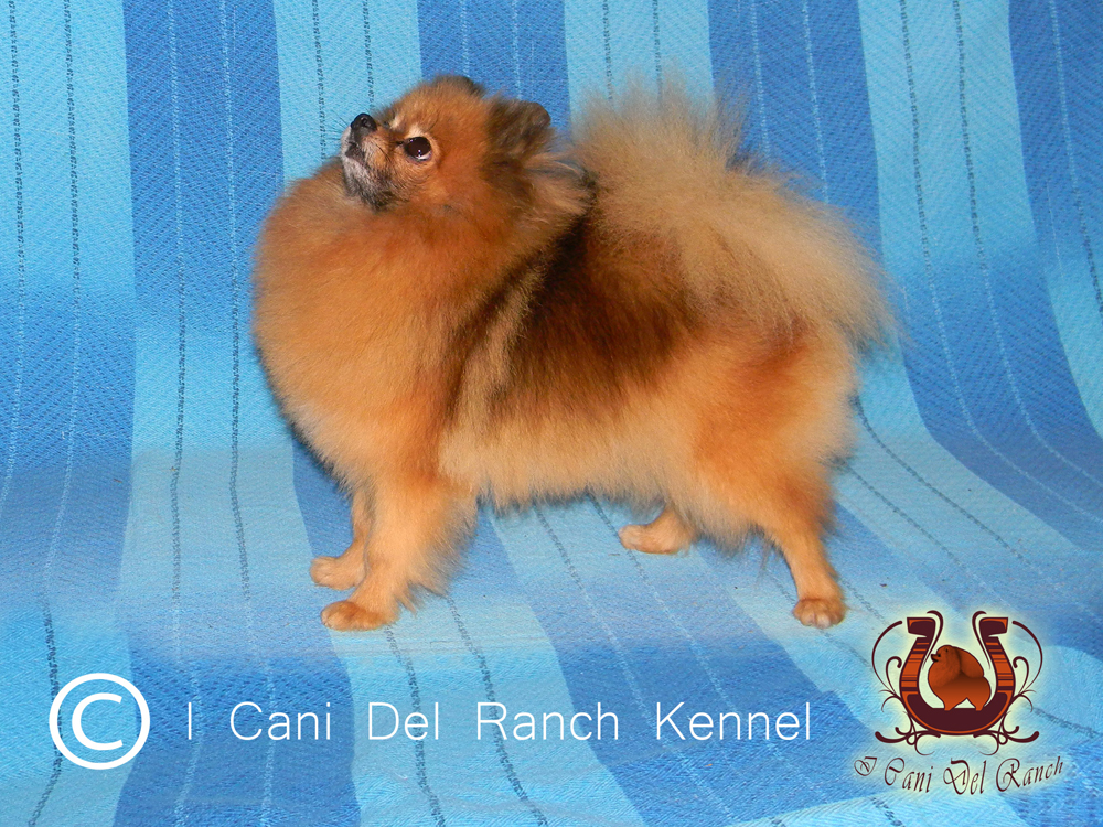 Adorable Spitz Volpino Di Pomerania Toy l2sanpiero