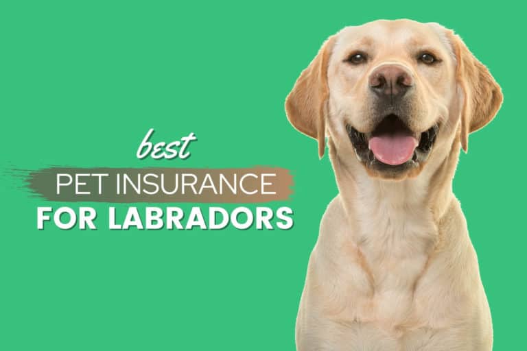 Best AtHome Dog Allergy Test Kits of 2023 Reviews & Top Picks