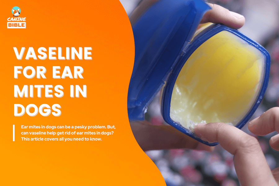 Vaseline For Ear Mites In Dogs Does It Kill Ear Mites? Is It Safe? Canine Bible