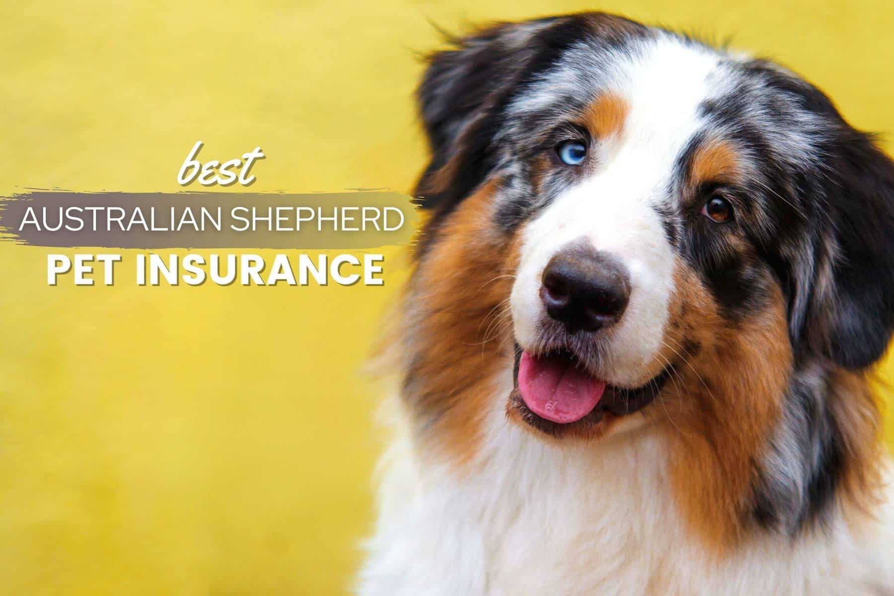 Australian Shepherd Pet Insurance Best Plans, Quotes & Cost Canine Bible