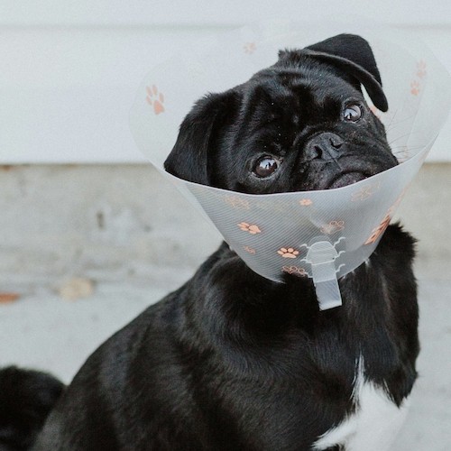 How Long Should A Dog Wear A Cone After Neuter, Spay When to Take It Off? Canine Bible