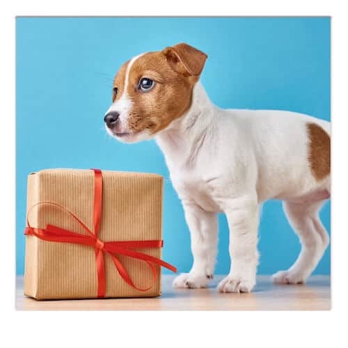 Puppy Box Subscription & Gift Boxes For Puppies [Best Picks] Canine