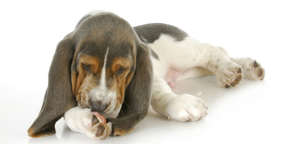 Why Dogs Excessively Lick Their Paws and How to Help