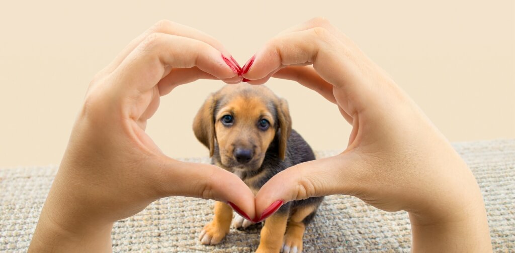Does Your Dog Know You Love Him or Her? Here's How to Tell Canine