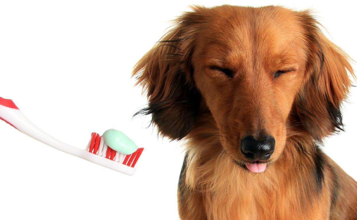 How Often Should You Brush Your Dog's Teeth? Canine Campus Dog Daycare & Boarding