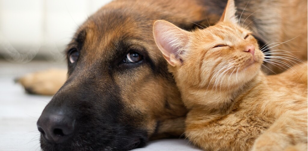 Are Dogs Smarter Than Cats Canine Campus Dog Daycare &amp; Boarding