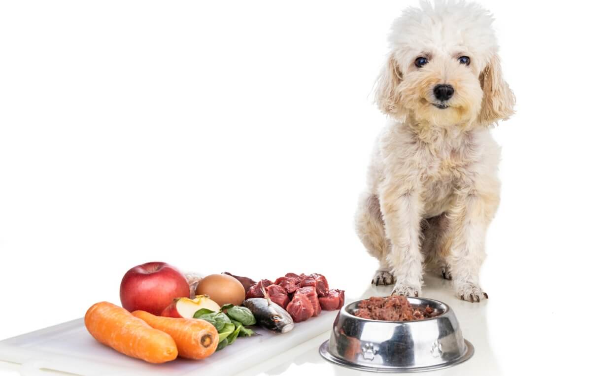 10 Easy Ways to Improve Your Dog’s Kibble Diet Canine Campus Dog