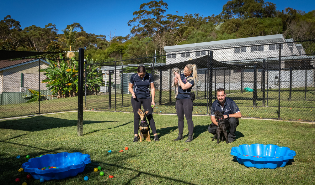 People And Culture In The Pet Care Industry Canine Evolution