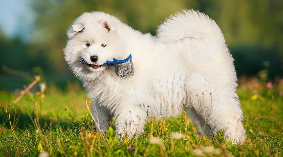 Best Deshedding Tool For Dogs Furminator vs. Dakpets vs. Shedmonster