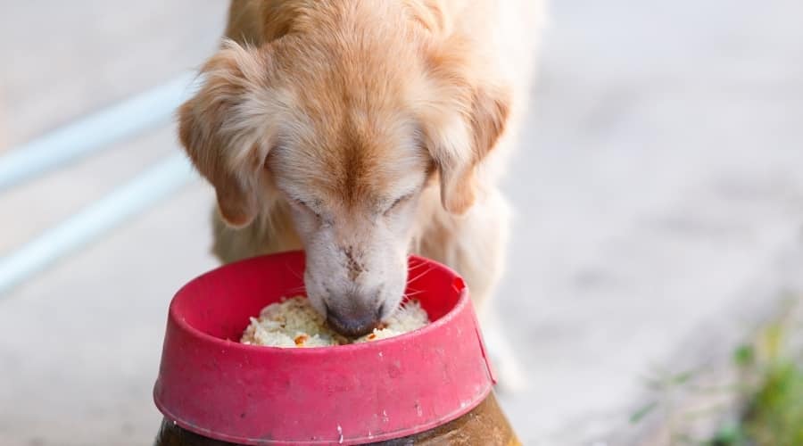 Can Dogs Eat Rice? Is Rice Safe For Dogs To Eat Regularly? Canine Journal