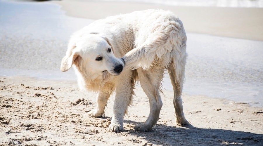 Why is My Dog Constantly Licking The Floors and Carpet? Canine Journal