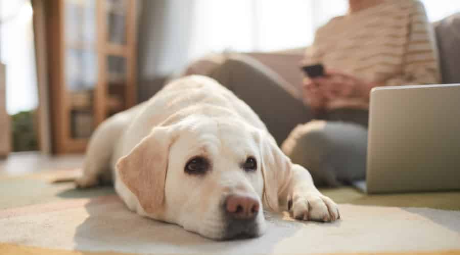 Labrador Retriever Lifespan How Long Do Labradors Live? Canine Journal