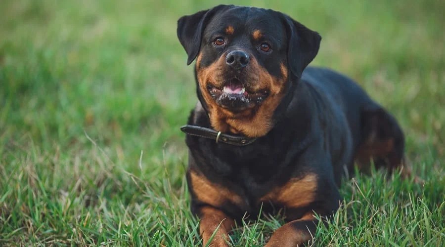 Best Dog Crates For Rottweilers Crate Types, Sizes & More Canine Journal