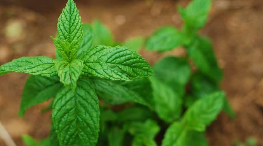 Can Dogs Eat Peppermint? Is Peppermint Toxic to Dogs? Canine Journal