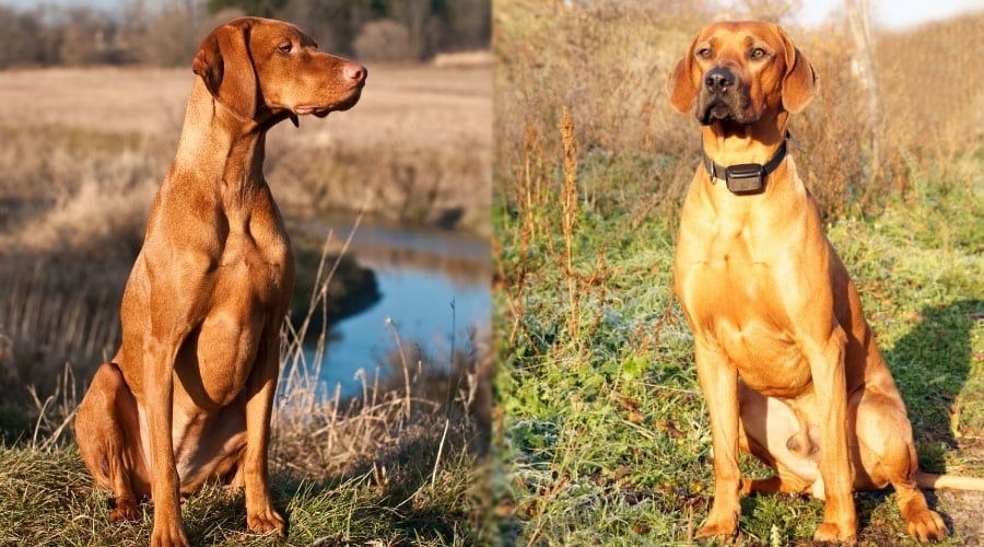 Vizsla vs. Rhodesian Ridgeback Breed Similarities & Differences