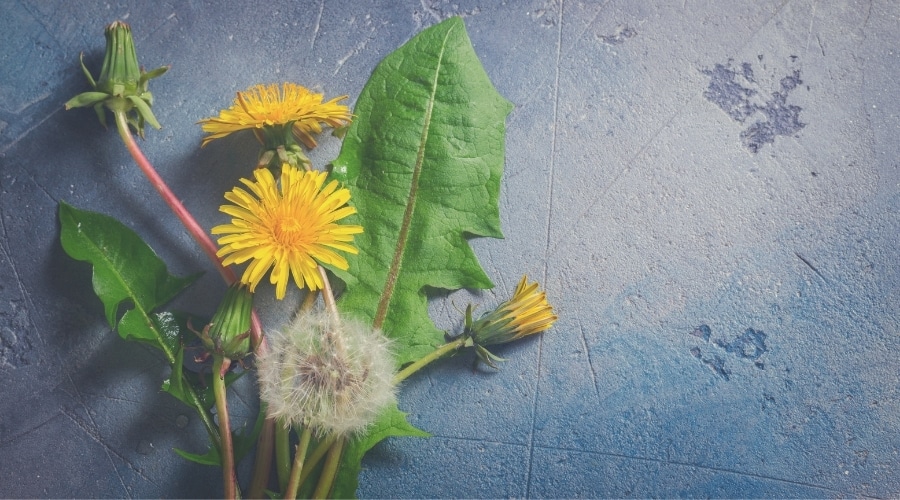 My Dog Just Ate A Dandelion! Are Dandelions Toxic To Dogs? Canine Journal