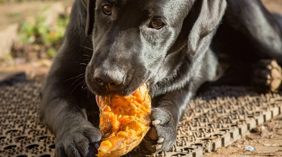 Can Dogs Eat Squash? Is Squash Safe For Dogs To Eat? Canine Journal