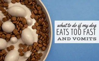 What To Do If My Dog Eats Too Fast And Vomits - Canine Journal