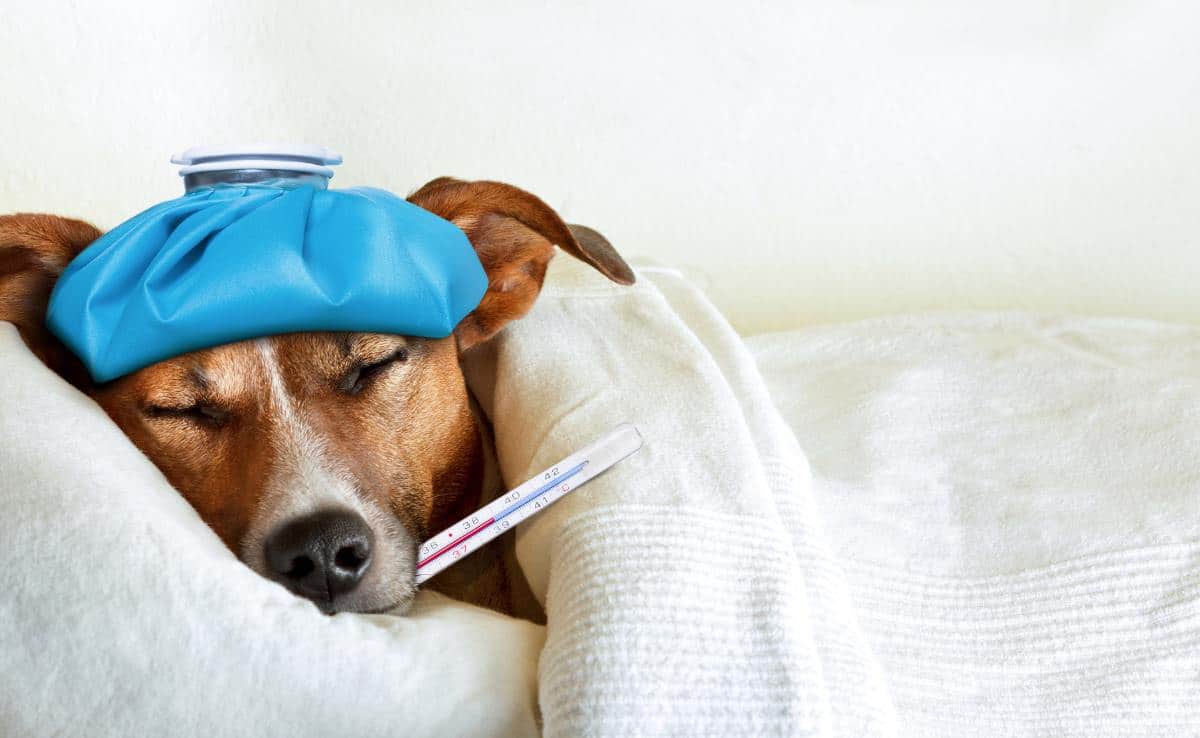 Dog Flu Outbreak Is On The Rise Beware These 6 Symptoms