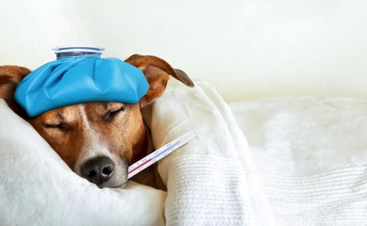 Dog Flu Outbreak Is On The Rise Beware These 6 Symptoms
