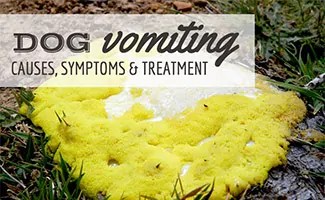 Dog Vomiting: Causes, Symptoms, Diagnosis & Treatment