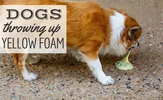 My Dog Is Throwing Up Yellow Foam: What Should I Do?
