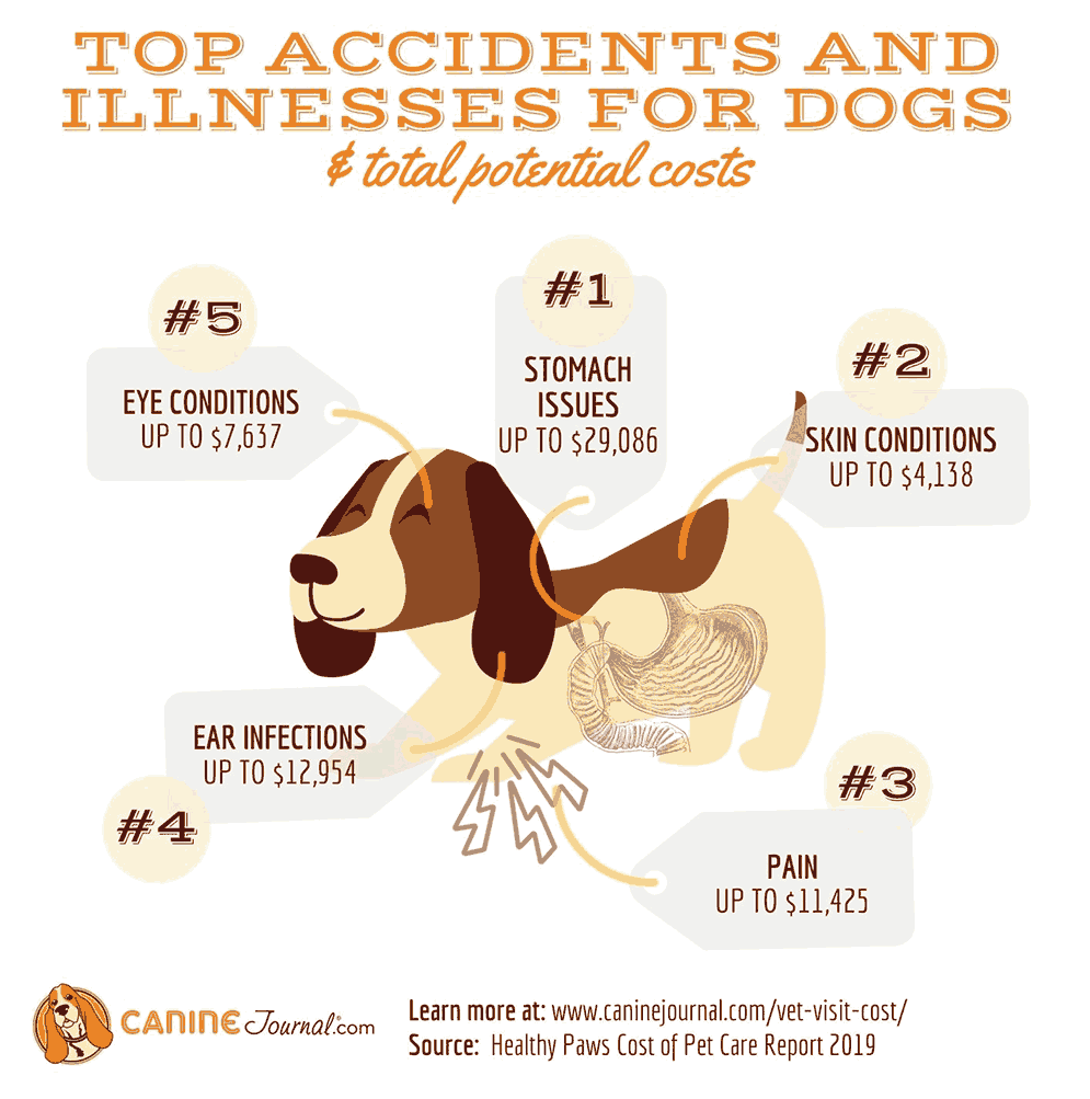 How Much Does A Vet Visit Cost For A Puppy