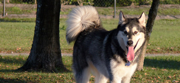 Dog Hair Terminology