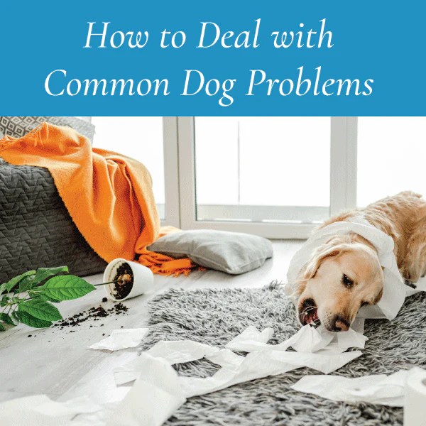 How to Deal with Common Dog Problems Canine Styles
