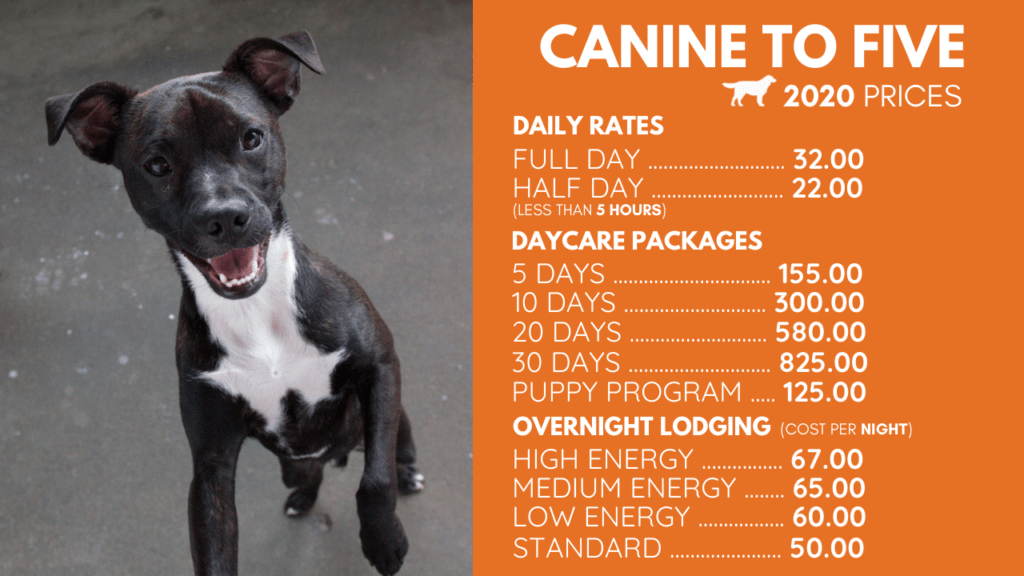 How Much Does Doggie Daycare Cost