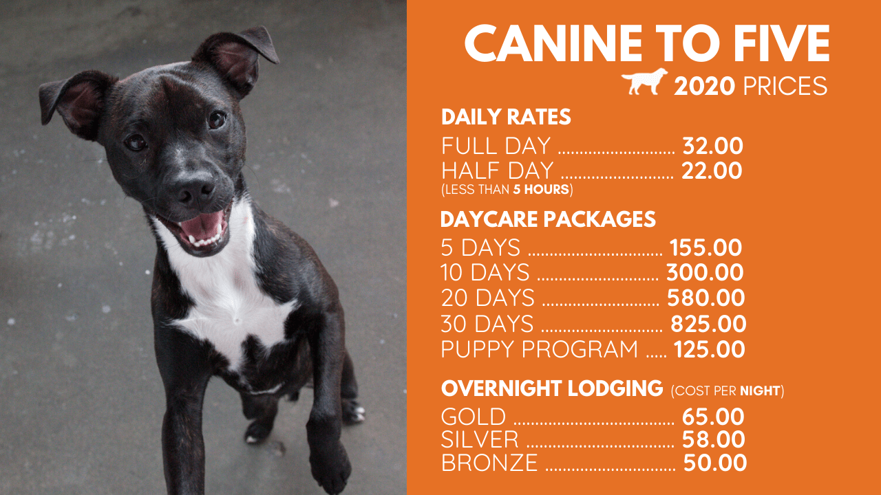 How Much Is Doggy Daycare Per Day