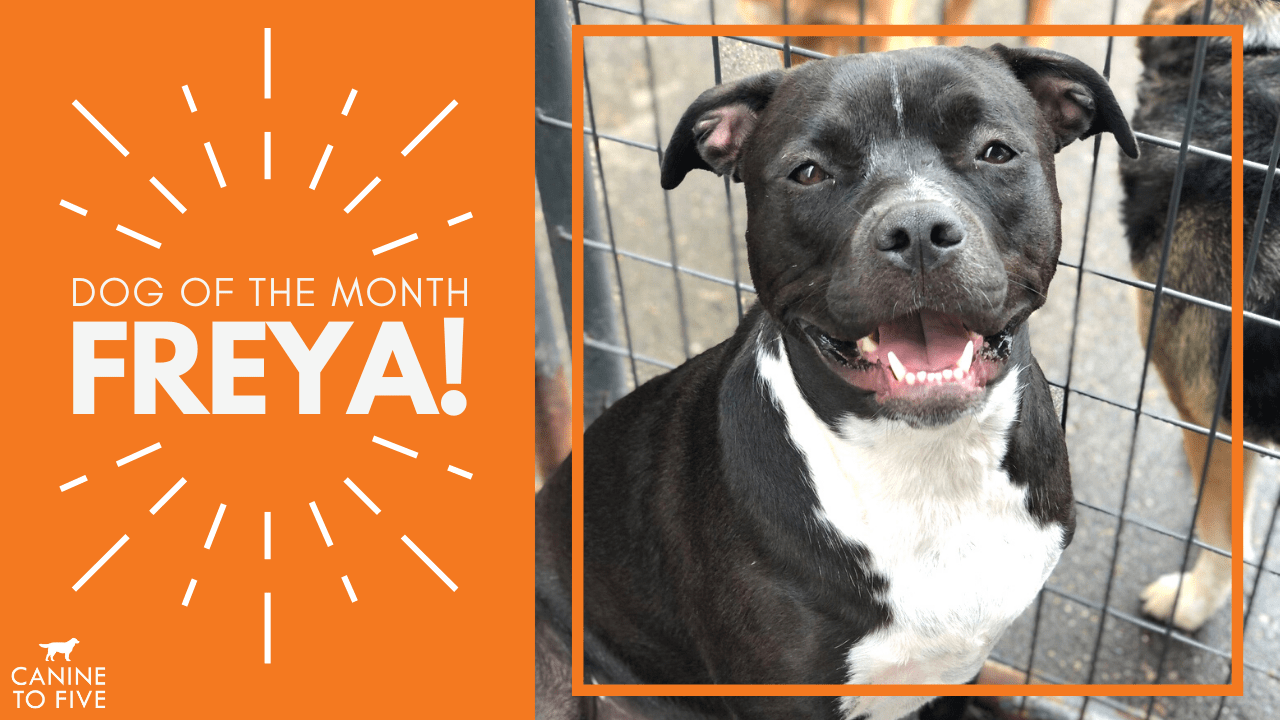 Ferndale Dog of the Month, Freya! Canine To Five