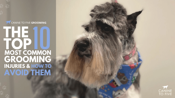 dog grooming jobs colorado springs Felisha Harlow
