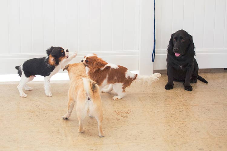 "What I've Learned about Kennel Cough after Owning a Doggie Daycare" Canine To Five