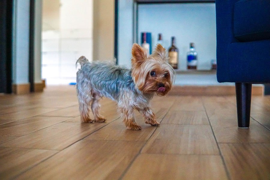 House Training Dog Guildford Canine Whispers