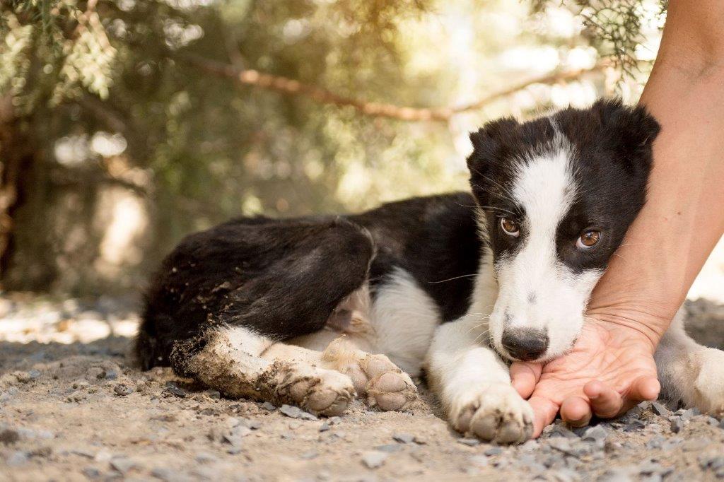 Canipedia Ängstliche Hunde aus der Hand füttern