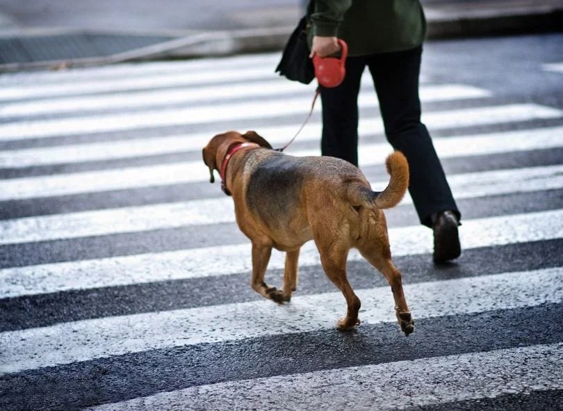 Apprendre à un chiot à marcher en laisse mes meilleurs conseils