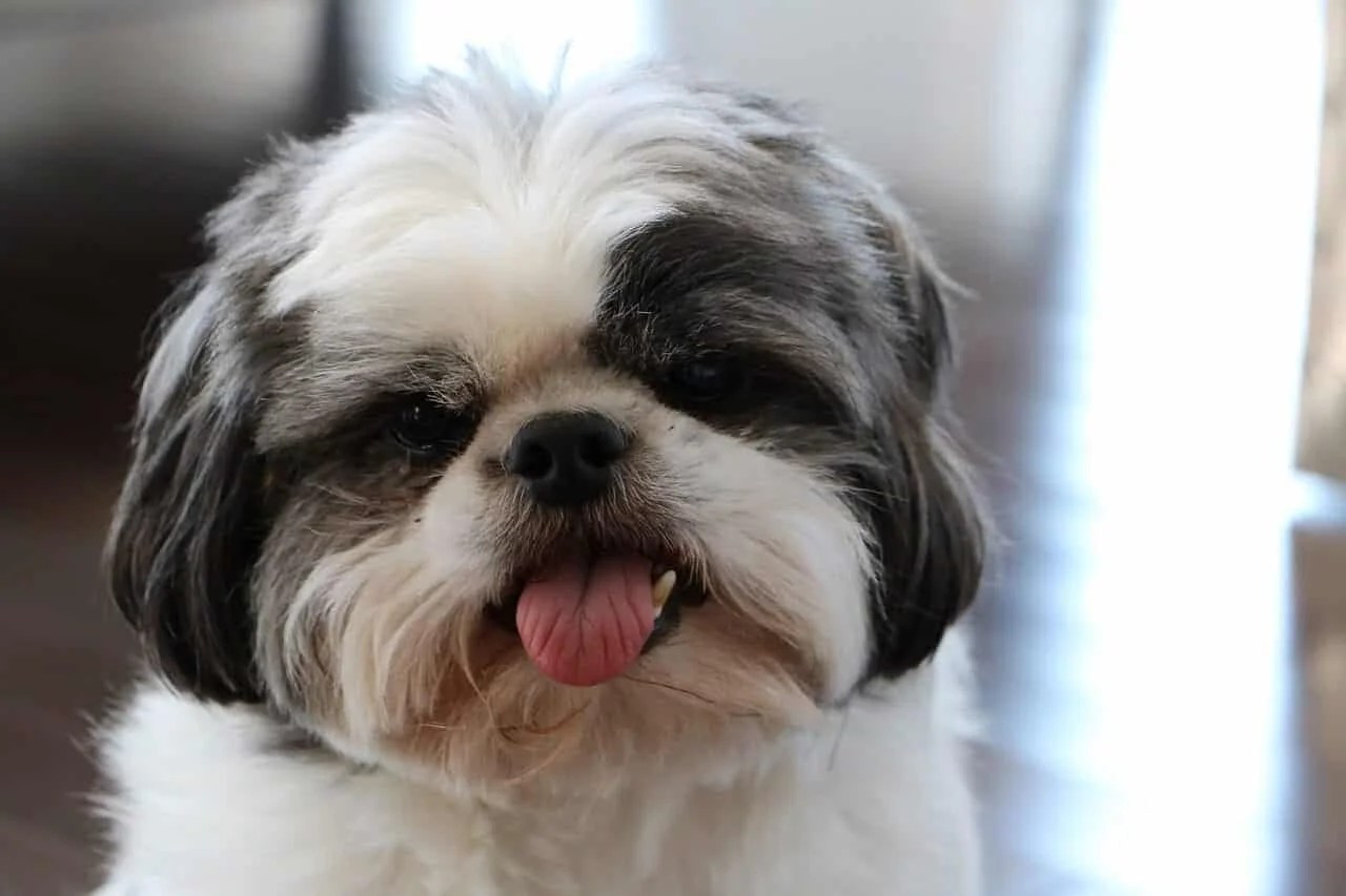 Shih Tzu Infos & Conseils de l'Expert Sur Cette Race de