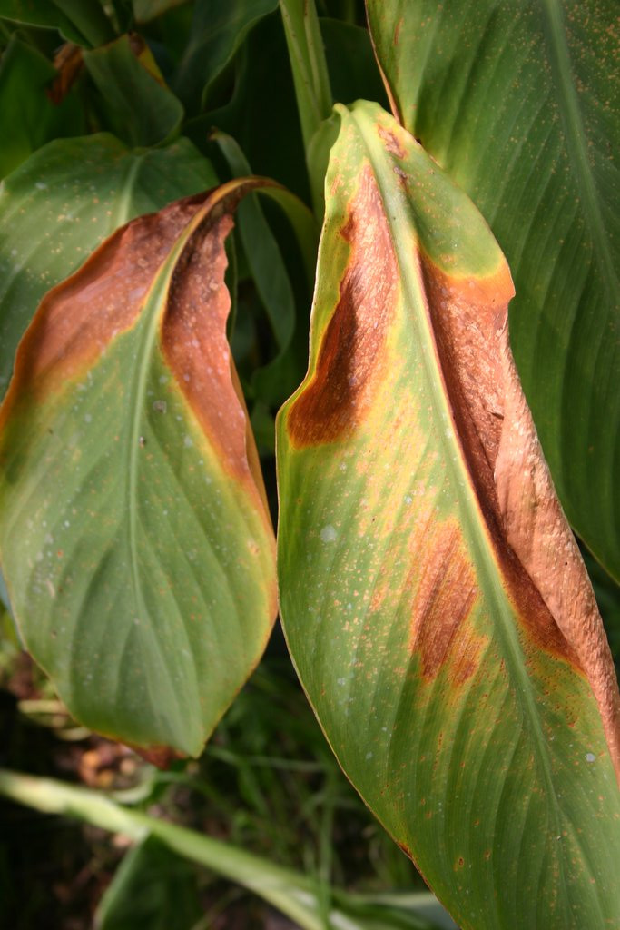 Canna Virus Disease
