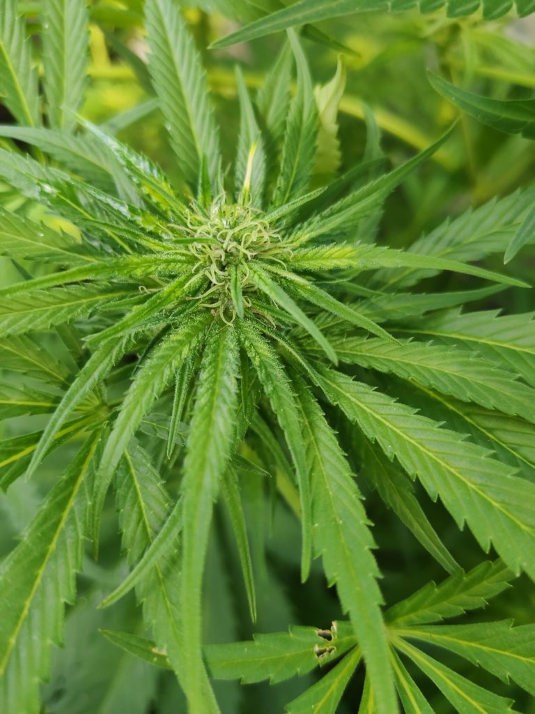 Eisenmangel bei Cannabis erkennen und lösen