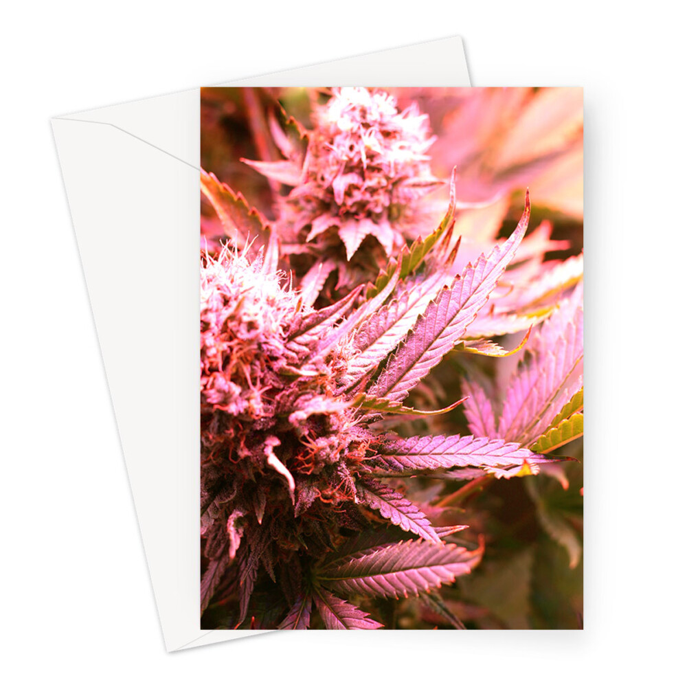 Pink Bud 1 Cannabis Greeting Card CannaBiscayne