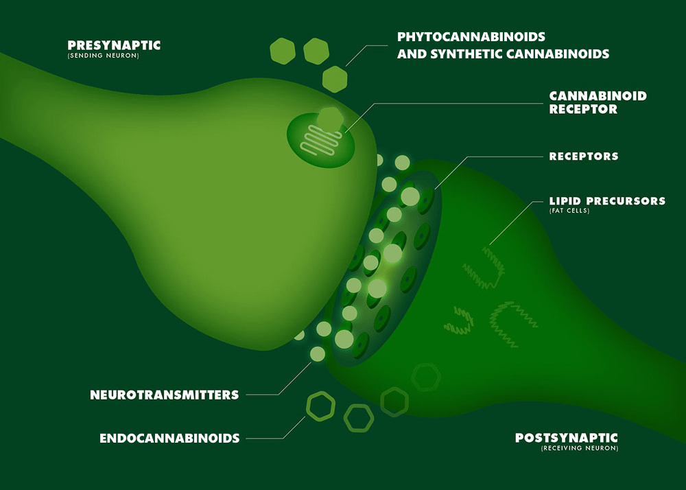 Cannabis Science Inc. The Science of Cannabinoids