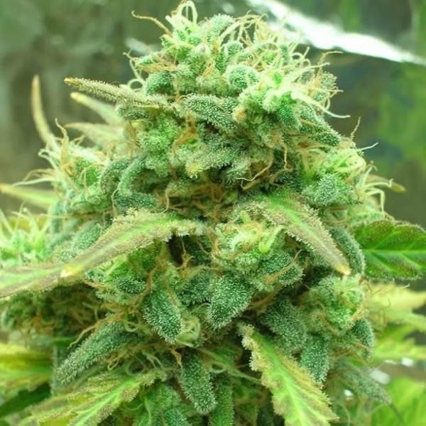 Blackjack Strain Information CannaConnection