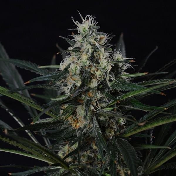 Blackjack Strain Information CannaConnection