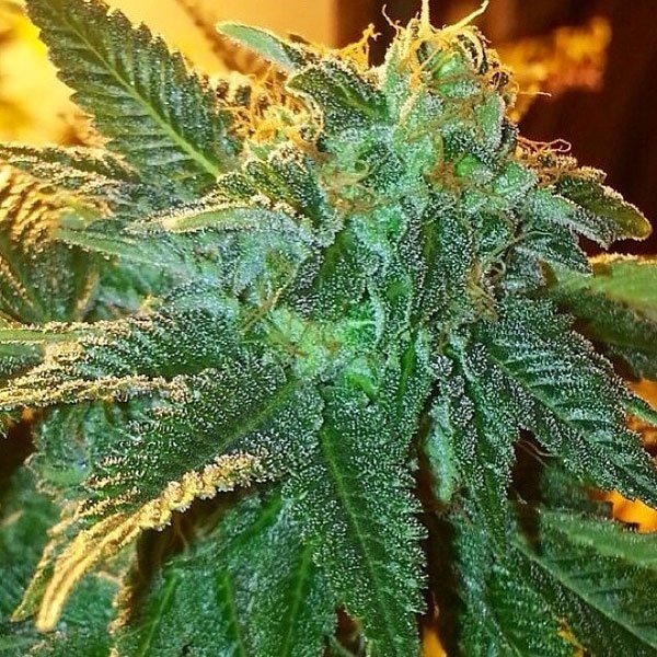 Alien OG Strain Information Strain Information