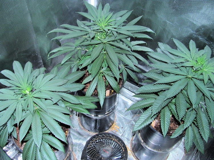 Deep Chunk Strain Information